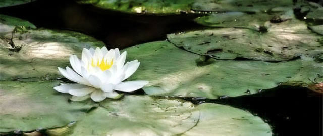 pond with waterlily